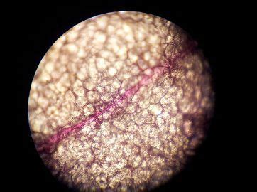 Difference Between Mitochondria and Chloroplast (with Comparison Chart ...