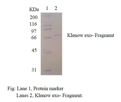 Klenow Fragment exo- (3'→5' exo-)