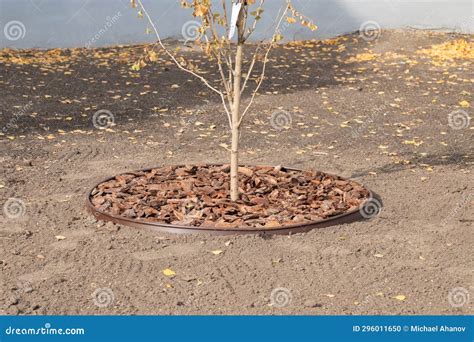 Planting Or Growing Trees With Organic Mulch Trunk Circle Trunk