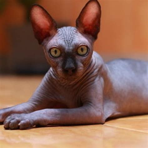 Sphynx Cats Weird Aliens Or Cats Without Fur