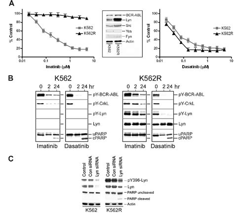 Figure From Lyn Regulates Bcr Abl And Gab Tyrosine Phosphorylation