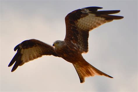 Rotmilan Red Kite Milvus Milvus Rotmilan Milvus Milvu Flickr