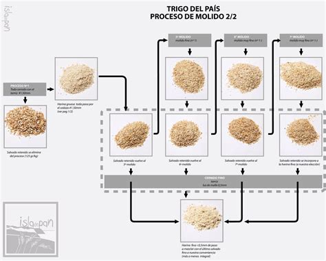 Vida En La Tierra Cereales El Trigo