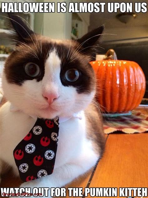 Funny halloween cat Memes