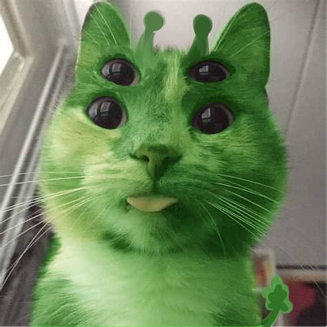 A Green Cat With Black Eyes And Long Whiskers On Its Head