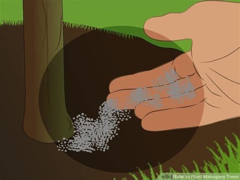 How To Plant Mahogany Trees 14 Steps With Pictures Wikihow