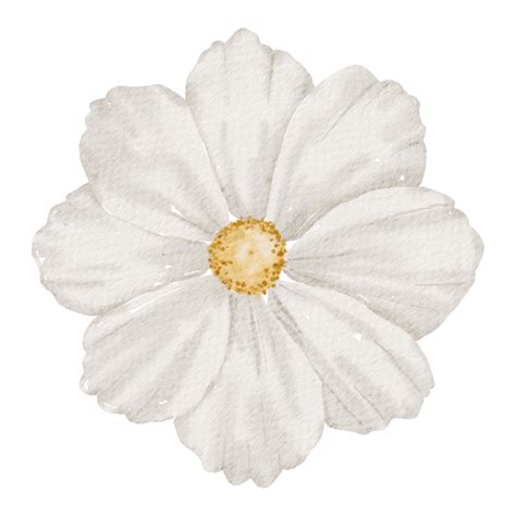 Acuarela De Flor Blanca 10187410 Png