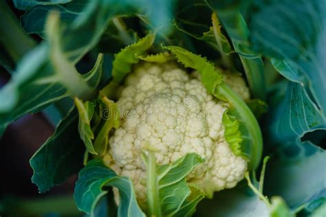 Cauliflower Brassica Oleracea Stock Image Image Of Diet Gastronomy 255205551