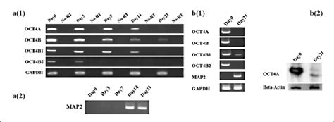 Expression Pattern Of OCT4B2 Variant During Differentiation Of NT2 And