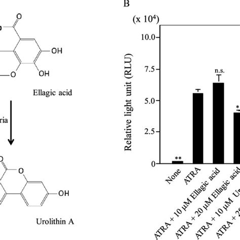 Influences Of Ellagic Acid And Urolithin A On The ATRA Induced O 2