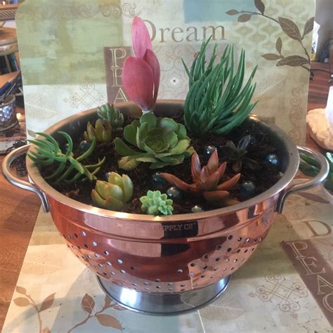 Pin By Cindy Meitle On Cacti And Succulents Are Beautiful Succulent