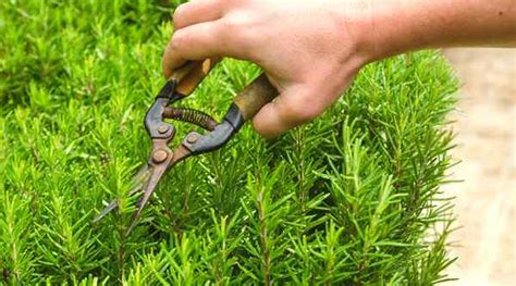 Cu Ndo Y C Mo Podar Plantas De Romero Goodgardenthing