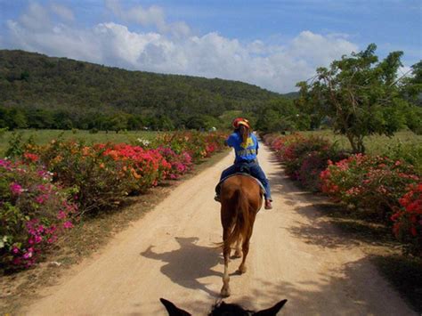 Montego Bay Horseback Riding and Ocean Swim Excursion - Montego Bay ...