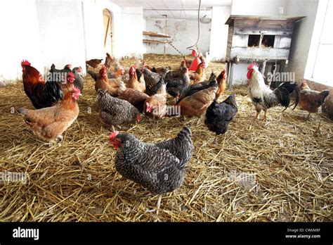 Resplendent Village Chickens In The Barn Stock Photo Alamy