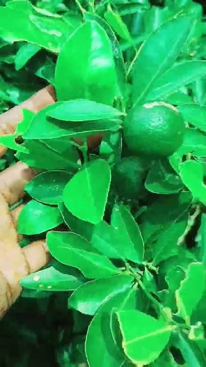 छोटे से गमले में इतने सारे नींबू लगे हैं Mk Garden Nimbu Ka Plant 🙏🙏 Youtube