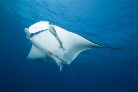 Manta Ray or Devilfish in Open Ocean - Manta Ray Facts and Information