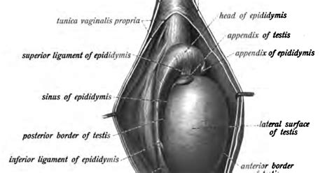 Torsion Of Testicular Appendix Pocket Urology