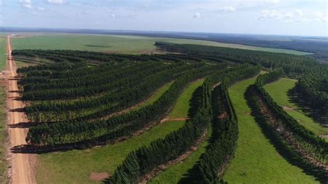 Silvicultura Morena Agro