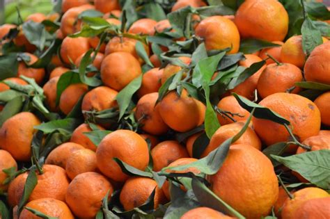 Genetic Engineering Fastest Method To Save Florida Citrus Industry From Greening Disease