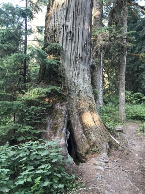 Nathan In Search Of Giant Trees—pacific Northwest Alaska Hawaii And