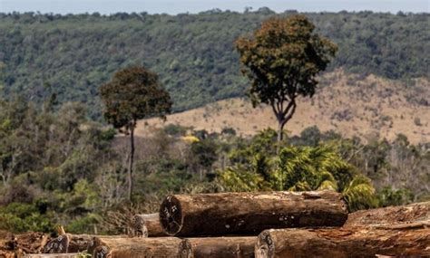 Michoacán Investigan Desmonte Para Sembrar Aguacate En Tacámbaro Y