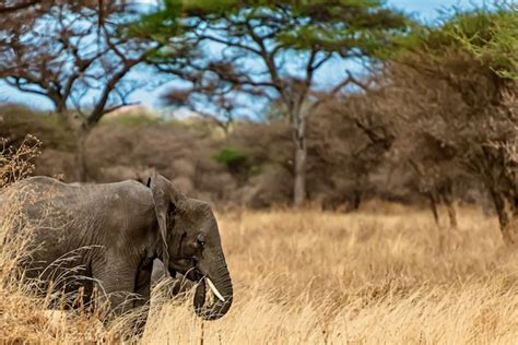 Primer Plano De Un Lindo Elefante Caminando Sobre La Hierba Seca En El