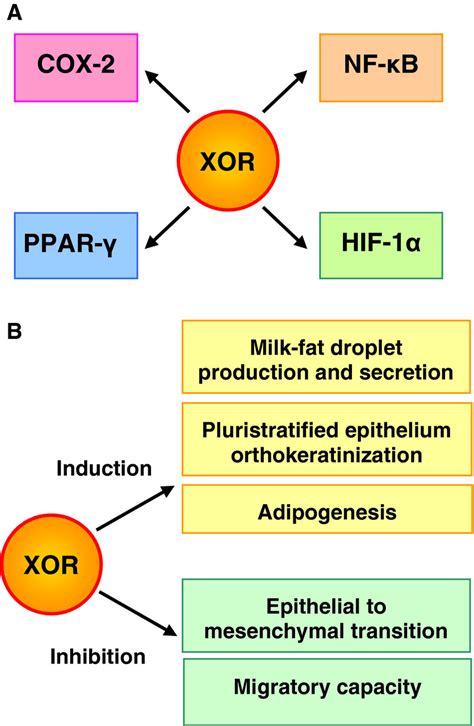 Molecular And Cellular Actions Of Xanthine Oxidoreductase XOR A