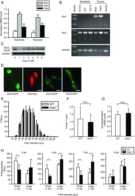 Deltex2 Represses MyoD Expression And Inhibits Myogenic Differentiation