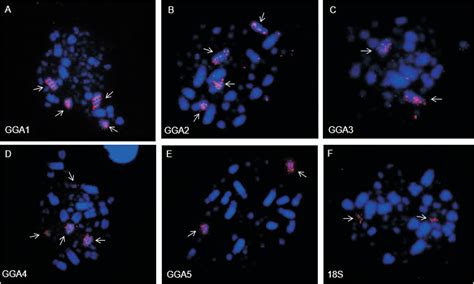 Scielo Brasil The Molecular Cytogenetic Characterization Of