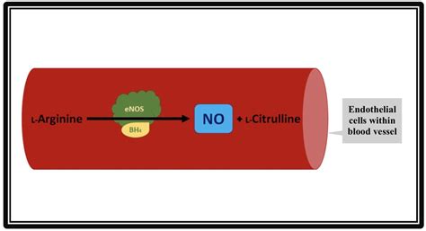 Molecules Free Full Text Interactions Among Endothelial Nitric