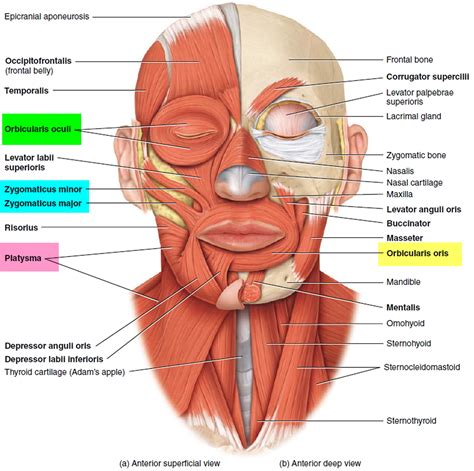 Hemifacial Spasm Causes Symptoms Botox Surgery Treatment