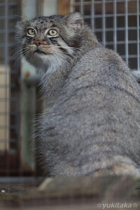 ユキたか On Twitter 毛がだいぶ増えたよね♪ いいなー 東山動植物園 マヌルネコ エル