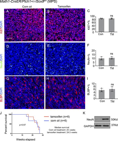 No alterations in the proliferation of MB cells after Sox9 deletion ... 