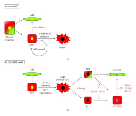 In Vivo Lung Alveoli And In Vitro A549 Model A In Vivo Model