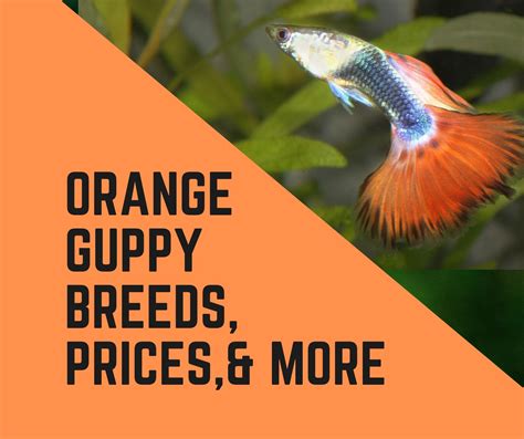 11 Best Orange Guppy Breeds, Prices, and More - Guppy Fish Care