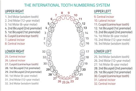 Adult Teeth Chart Pre Designed Illustrator Graphics ~ Creative Market