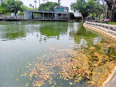 屏東公園水池清淤 大幅提升環境 屏東縣 自由時報電子報