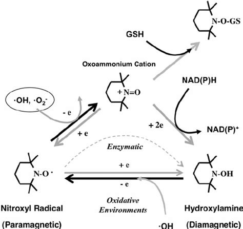 2 Reactive Oxygen Species Ros Such As Superoxide · O 2 And Download Scientific