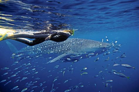 Swim With The Whale Sharks At Ningaloo Reef Sunshine Coast Daily