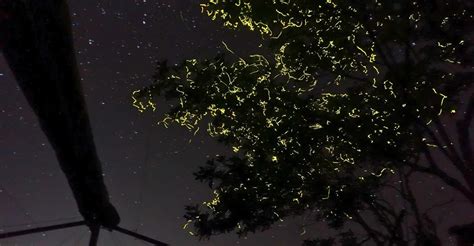 Famous Attraction In Bohol Abatan River Firefly Watching