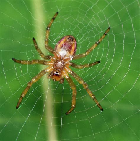 Sixspotted Orbweaver Araniella Displicata Bugguide Net