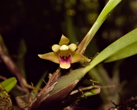 Azucena De Monte Maxillaria Variabilis Inaturalist Mexico