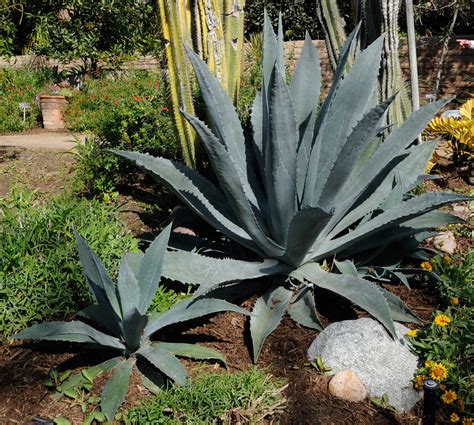 Agave Tequilana Blue Agave