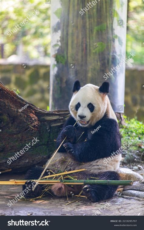 Lovely Giant Pandas Chengdu Sichuan China Stock Photo 2219295797 ...