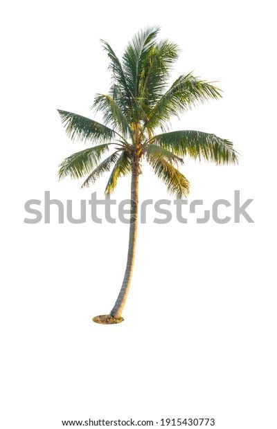 Coconut Tree Isolated On White Background库存照片1915430773 Shutterstock