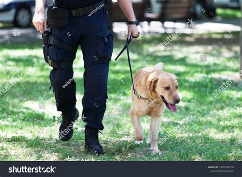 629 Police Labrador Images, Stock Photos, 3D objects, & Vectors ...