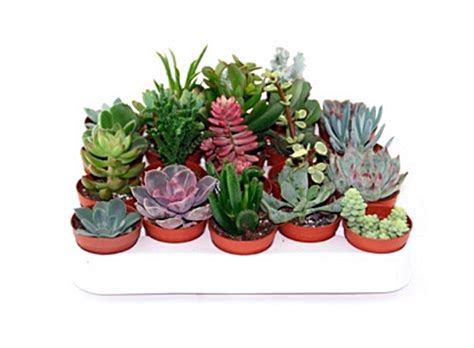 Pack De 20 Plantas Suculentas Y Crasas Maceta 5 5 Cm Segura Garden