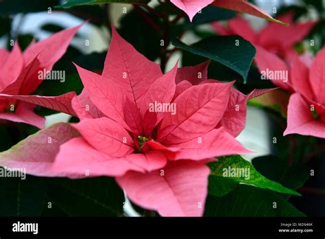 Euphorbia Pulcherrima Majestuoso Pink Poinsettia Rosa Flor Flores La