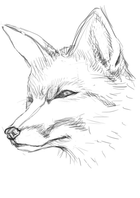 How To Draw A Fox Face