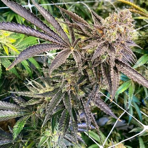 Feminized Seeds Buckin Runtz